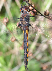 Common Baskettail